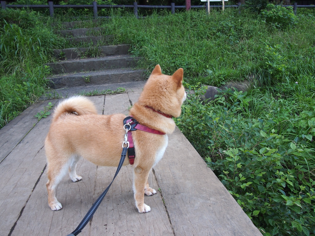 开云官网-_火箭队势头强劲，连续获胜局面继续_，火箭队再度出手