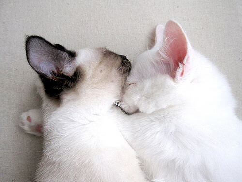 开云权威入口-“青春同行”青少年青训合作项目在北京正式启动，推动区域合作战略